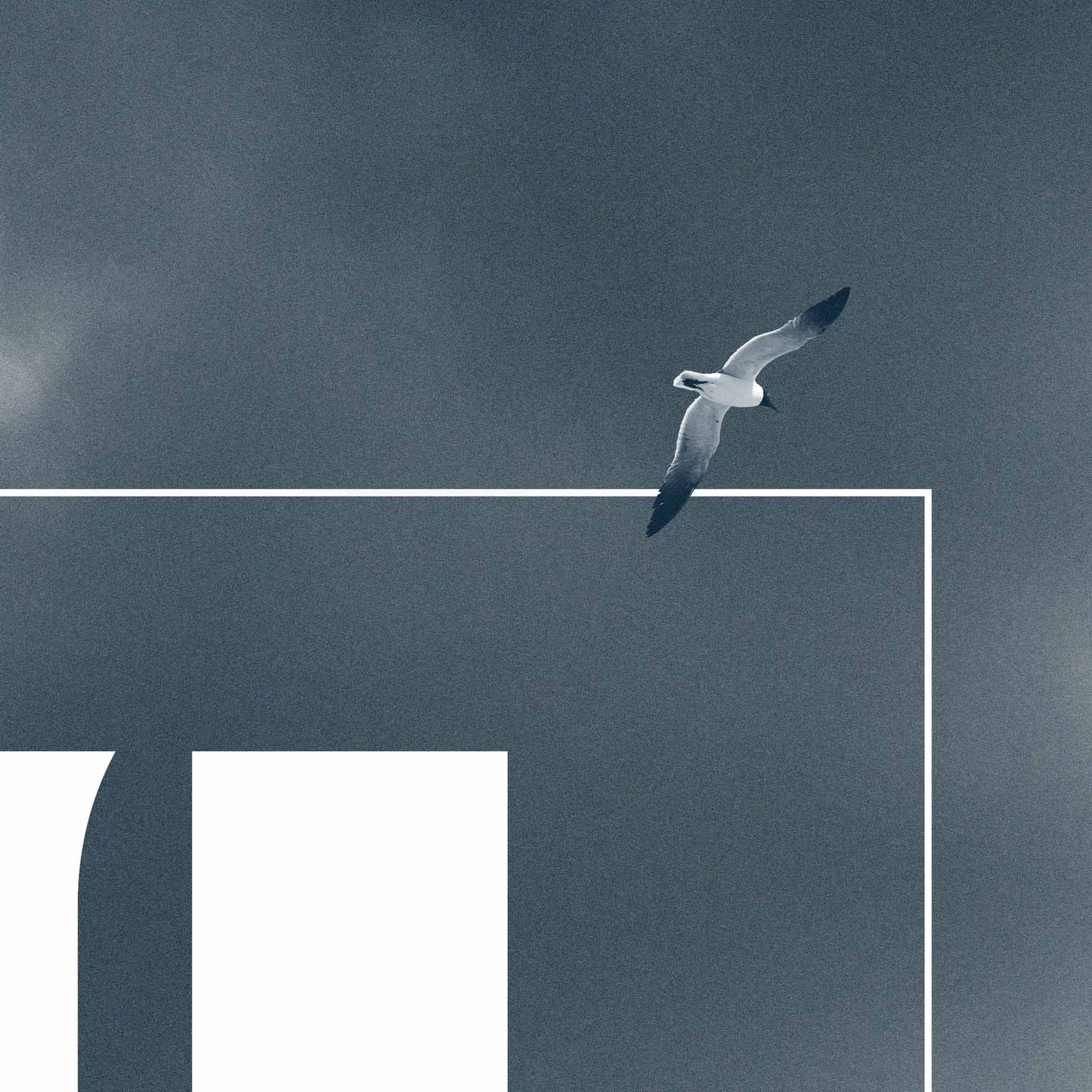 Fail We May, Sail We Must, Andrew Weatherall House Music Poster Seagull Detail